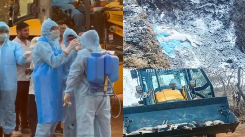 छत्तीसगढ़ में अफ्रीकन स्वाइन फीवर की पुष्टि, तड़प-तड़पकर 300 से अधिक सूअरों की मौत, मांस नहीं खाने की सलाह