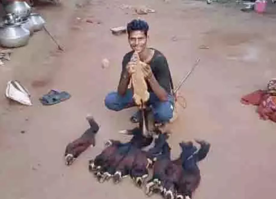 राजकीय पशु 'शेकरू' का शिकार करने वाला पकड़ाया, ऐसे दबोचा गया