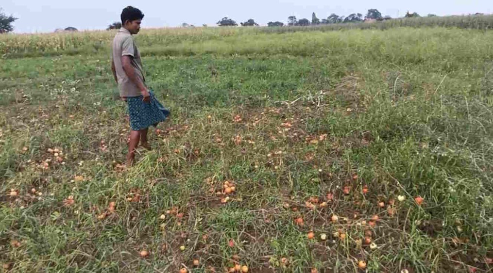 बस्तर में बदला मौसम का मिजाज, बारिश से तापमान 20 डिग्री तक गिरा, टमाटर और मक्के की फसल हो रही बर्बाद&hellip;