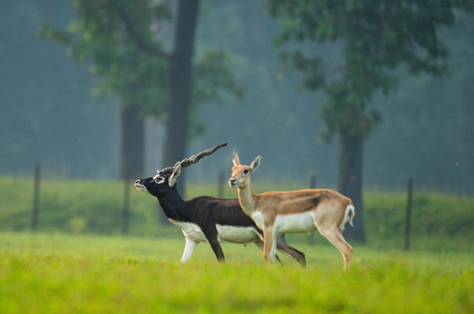 बरनवापारा अभयारण्य बना विलुप्ति के कगार पर पहुंचे काले हिरणों के पुनर्जीवन का मजबूत उदाहरण