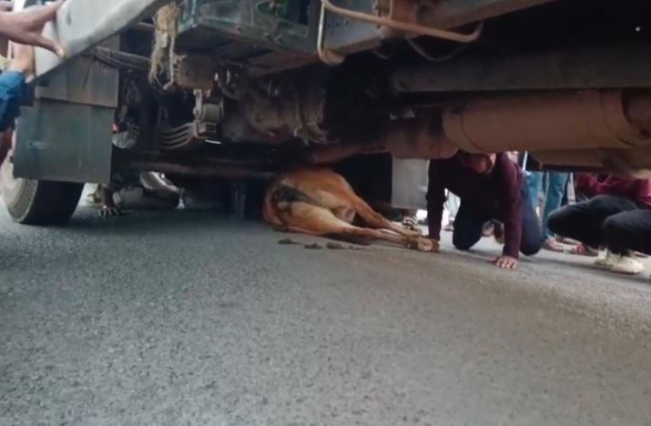 शराब से भरे तेज रफ्तार ट्रक ने गाय को रौंदा, नशे में धुत चालक पर फूटा लोगों का गुस्सा