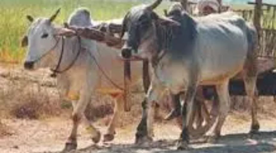 बैलगाड़ी के इस्तेमाल पर कलेक्टर ने लगाई रोक