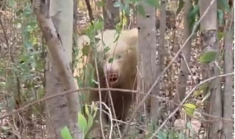 छत्तीसगढ़ के जंगलों में दिखा दुर्लभ सफेद भालू&hellip;.