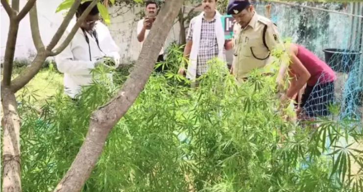 चतुर ग्रामीण के मंसूबे पर पुलिस ने फेरा पानी, घर की बाड़ी में उगाया था गांजा