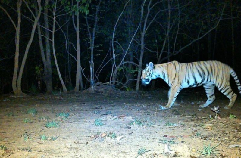 उदंती-सीतानदी में बाघिन की दस्तक, टाइगर रिजर्व के सुनहरे भविष्य की जगी नई उम्मीद