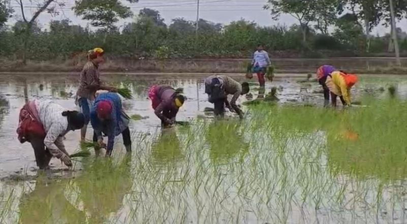 मेघों की मेहरबानी से लहलहाए खेत, प्रदेशभर में तेज़ी से शुरू हुई धान रोपाई