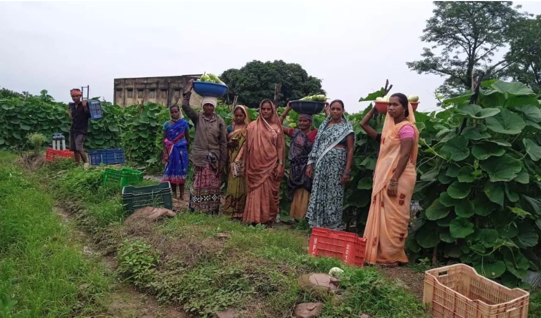 बिहान से बदली राह, 35 महिला किसानों ने 600 क्विंटल सब्जी उगाकर लिखी सफलता की कहानी