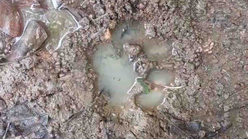 मोहला-मानपुर में फिर बाघ की दस्तक