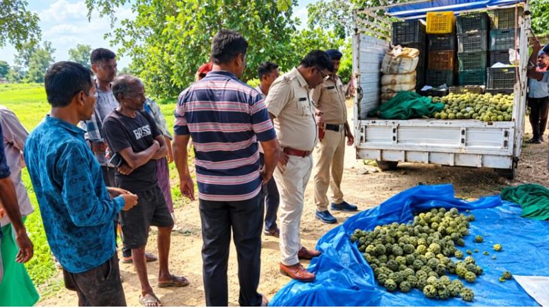 सीताफल की अवैध तस्करी का मामला! वन विभाग ने ओडिशा पासिंग पिकअप पकड़ी, झारखंड नंबर की गाड़ी फरार