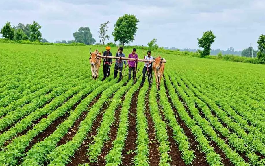 किसानों की आय बढ़ाने के लिए सरकार का बड़ा फैसला! धान की जगह दलहन-तिलहन लगाने पर मिलेगा ₹15,000 प्रति एकड़