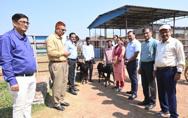  यहां के गोठान में बना बकरी प्रजनन केंद्र, मिलेगी उच्च नस्ल की बकरी