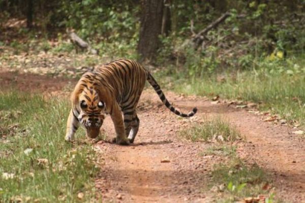 Chhattisgarh News: बनारस-अंबिकापुर नेशनल हाईवे के समीप बाघ की आमद से मचा हड़कंप