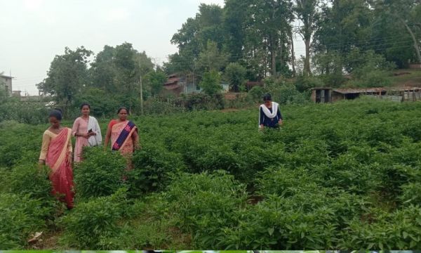 मिर्च की खेती कर स्वरोजगार की राह पर चल रही जशपुर की ग्रामीण महिलाएं