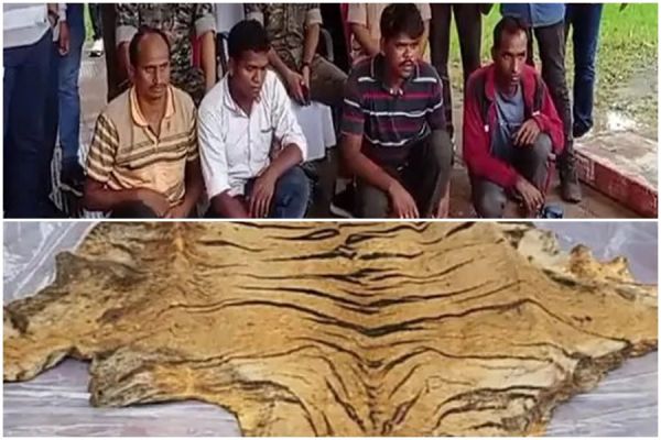 तीर मारकर बाघ का किया शिकार... खा गए मांस... बेचने निकले थे खाल, नाखून और दांत