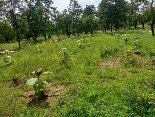 &rsquo;मुख्यमंत्री वृक्ष सम्पदा योजना.... बड़े पैमाने पर वाणिज्यिक वृक्षारोपण को मिलेगा बढ़ावा... किसानों की आय में होगी बढ़ोत्तरी