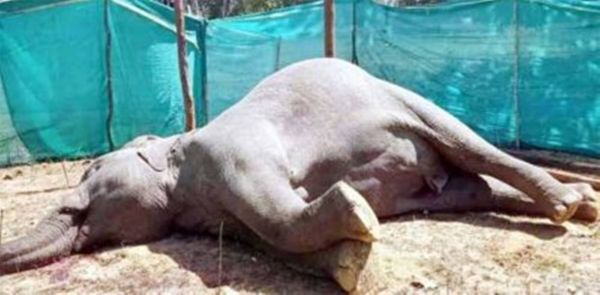 वाड्रफनगर में नर हाथी की संदिग्ध परिस्थितयों में मौत... जांच में जुटा वन विभाग का अमला