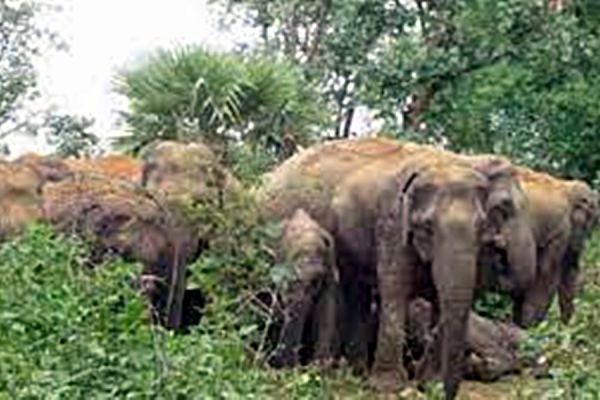 महुआ बिनने गए मां- बेटे पर हाथी ने किया हमला...  बुजुर्ग महिला की मौत