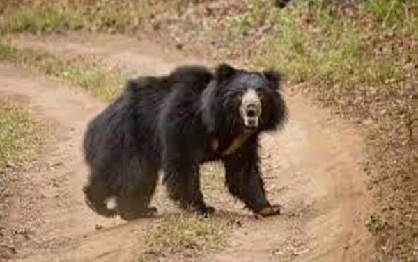 तेंदूपत्ता तोड़ने जंगल गए ग्रामीण पर भालुओं ने किया हमला, इलाके में दहशत का माहौल