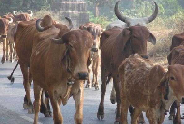 भीषण गरमी देखते हुए पशुओं के लिए जारी हुआ आदेश, तीन घंटे तक नहीं लिए जा सकेंगे ये काम