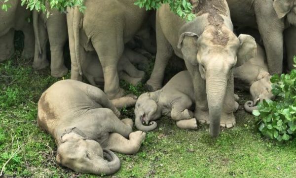 जंगल में नन्हे हाथियों का आराम, तस्वीरें देखकर लोग बोले : वाह&hellip;