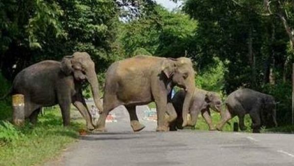 गरियाबंद से बड़ी खबर &ndash; तीन हाथियों का दल पहली बार पहुँचा इंदागांव रेंज