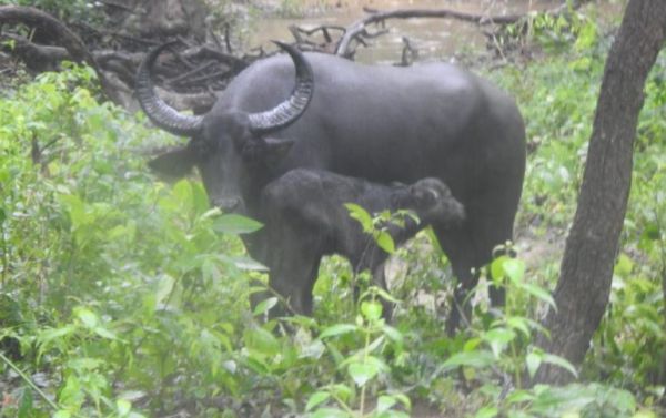  बारनवापारा अभ्यारण्य में वन भैसा शावक की मौत # उठे सवाल