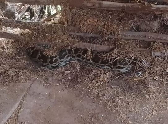 पेण्ड्रावन गांव में मिला 10 फीट का विशाल अजगर, मचा हड़कंप, ग्रामीणों में भय का माहौल