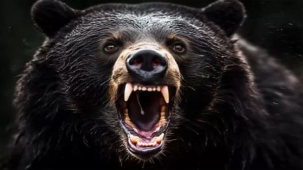 महासमुंद में भालुओं का आतंक; झुंड ने बुजुर्ग पर किया हमला