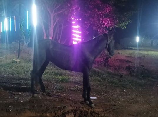 भानुप्रतापपुर में बीमार घोड़े की दर्दनाक दास्तान