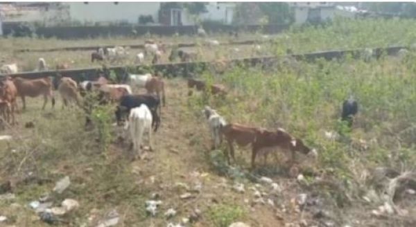 बाराद्वार गौठान मे बड़ा खुलासा: 200 गौ वंशों की मौत का मामला सामने आया, बीमारी और चारा की कमी बनी वजह