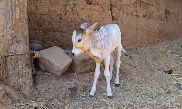 छत्तीसगढ़ में पहली बार जन्मी पुंगनूर नस्ल की मादा बछिया, मिली ऐतिहासिक उपलब्धि