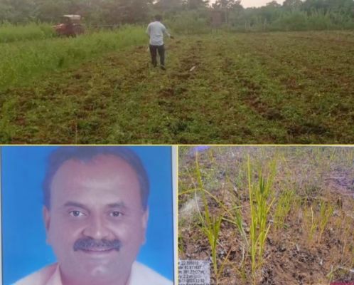 कोरबा में कृषि विभाग कोदो-रागी की फसल लगाने कर रहा प्रोत्साहित, पटवारी ने घास समझकर गिरदावरी में दर्ज किया निरंक, अब किसान हो रहा परेशान
