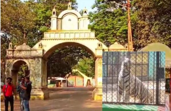 मैत्री बाग में सफेद बाघिन जया की अचानक मौत, जांच में जुटे चिड़ियाघर प्रबंधन और वन विभाग