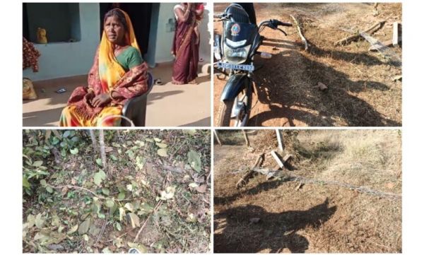 सीपत में भटके किशोर हाथी ने महिला पर किया हमला, वन विभाग अलर्ट पर