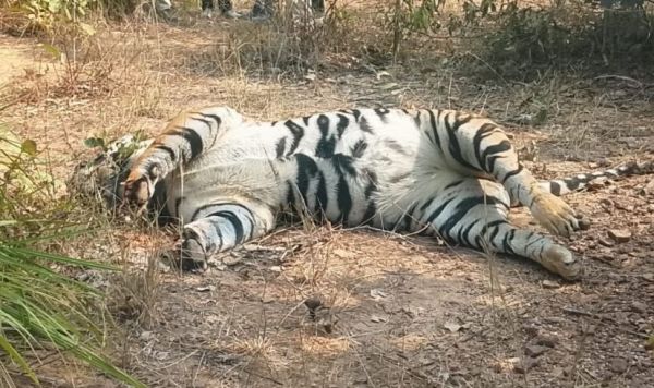 संदिग्ध परिस्थिति में मिला बाघ का शव, शिकारी हमले की आशंका&hellip;