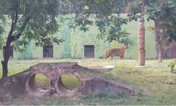 कानन पेंडारी में 22 वर्षीय बाघिन &ldquo;रागिनी&rdquo; का निधन