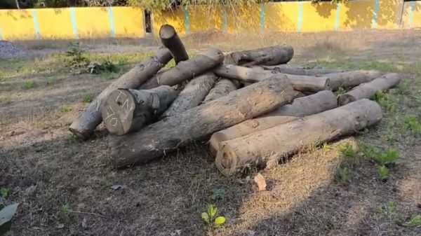 पुष्पा स्टाइल में सागौन की तस्करी, तांदुला में बहकर आ रही लकड़ी को वन विभाग ने किया जब्त