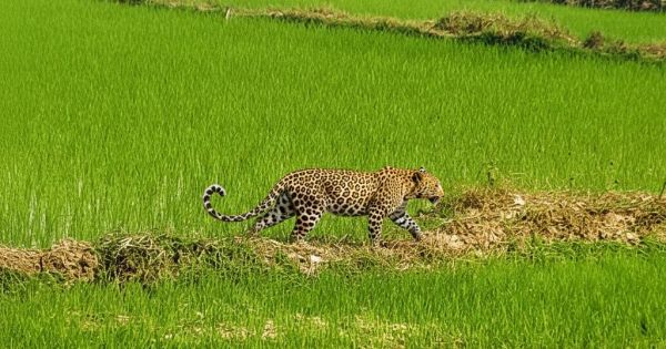 मां से बिछड़कर खेत में पहुंचा चार माह का तेंदुए का शावक... ग्रामीणों के सहयोग से वन विभाग ने किया सुरक्षित रेस्क्यू