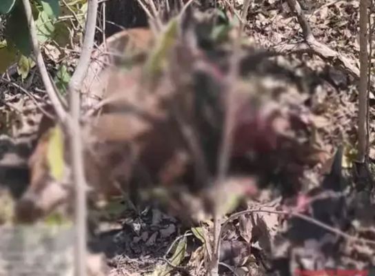 बाघिन के हमले से मवेशी की मौत, वन विभाग का अमला अलर्ट