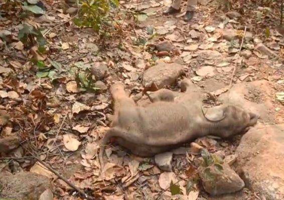 जंगल में हाथी के शावक का शव मिलने से हड़कंप, पोस्टमॉर्टम में होगा मौत की वजह का खुलासा