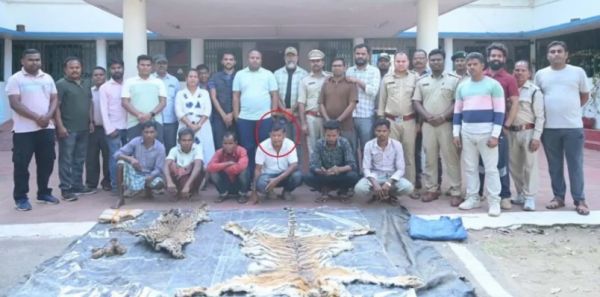 छत्तीसगढ़ में वन विभाग की बड़ी कार्रवाई&hellip; बाघ और तेंदुए के शिकार में शामिल डिप्टी रेंजर सहित 9 गिरफ्तार