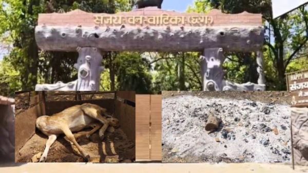 अंबिकापुर शहर के संजय पार्क में कुत्तों का हमला.... 15 हिरणों की दर्दनाक मौत