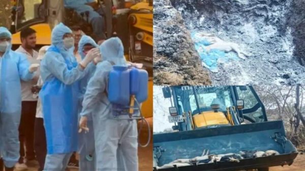 छत्तीसगढ़ में अफ्रीकन स्वाइन फीवर की पुष्टि, तड़प-तड़पकर 300 से अधिक सूअरों की मौत, मांस नहीं खाने की सलाह