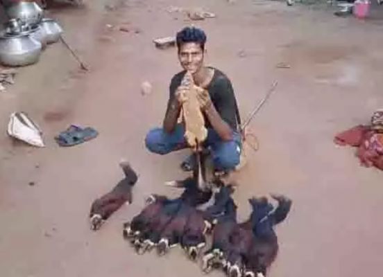 राजकीय पशु 'शेकरू' का शिकार करने वाला पकड़ाया, ऐसे दबोचा गया