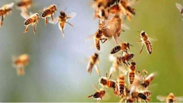 मधुमक्खियों के हमले से गार्डन में मची भगदड़, 10 से ज्यादा घायल