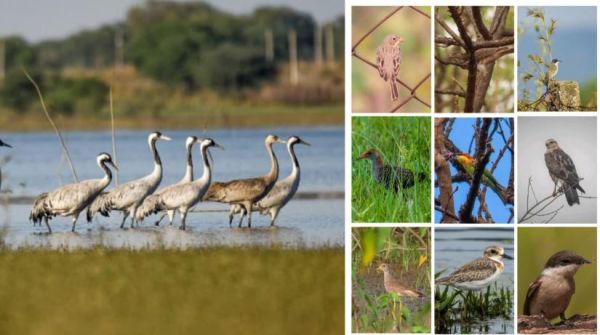 खैरागढ़&ndash;राजनांदगांव बना देश का उभरता बर्ड हॉटस्पॉट