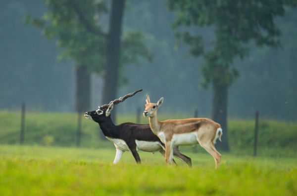 बरनवापारा अभयारण्य बना विलुप्ति के कगार पर पहुंचे काले हिरणों के पुनर्जीवन का मजबूत उदाहरण