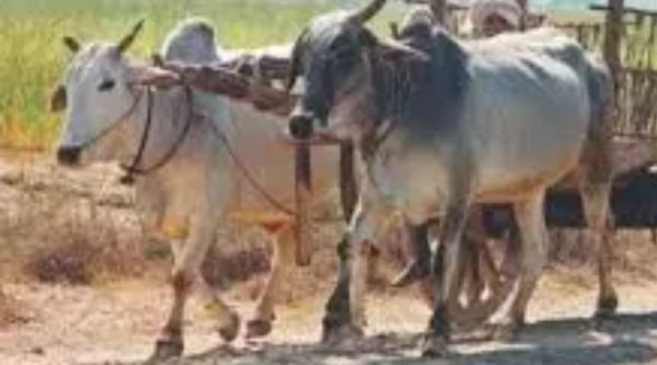 बैलगाड़ी के इस्तेमाल पर कलेक्टर ने लगाई रोक