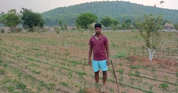 जशपुर के सेब से बदल रही किसानों की तकदीर