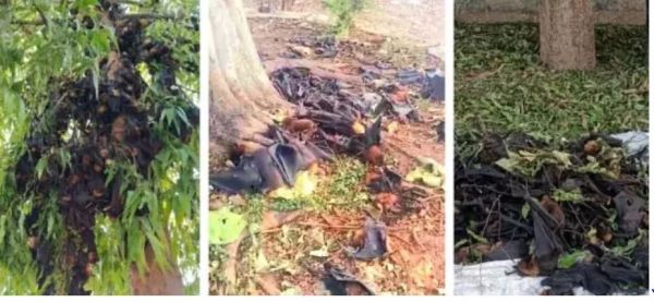गर्मी से कई चमगादड़ों की मौत, हीट स्ट्रोक का खतरा बढ़ रहा